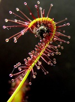 carnivorous-plant-1