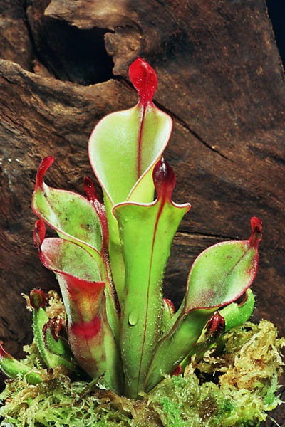 Fast Food Quiz Questions on World   S Strangest   Weird  Carnivorous Plants